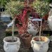 Olivovník európsky (Olea europaea) (-12°C) - výška 70-100 cm, kont. C5L – na kmienku